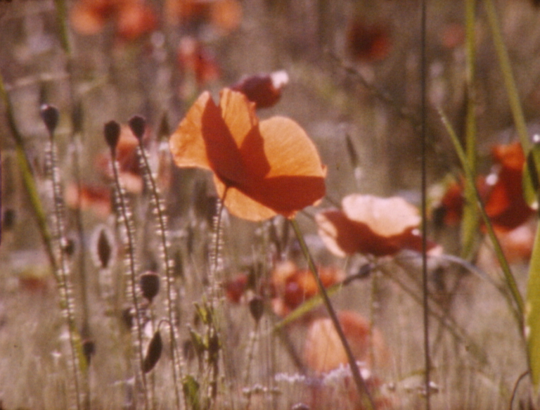 Resonances of memory. Meeting with Sara Poma and Sofia Borri. Starting from <i>Figlie</i>