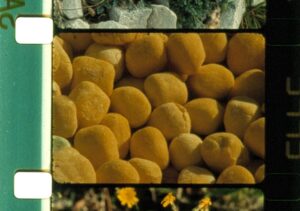 La Natura dell’archivio. Il cinema di Rose Lowder: ecologia, caso e necessità