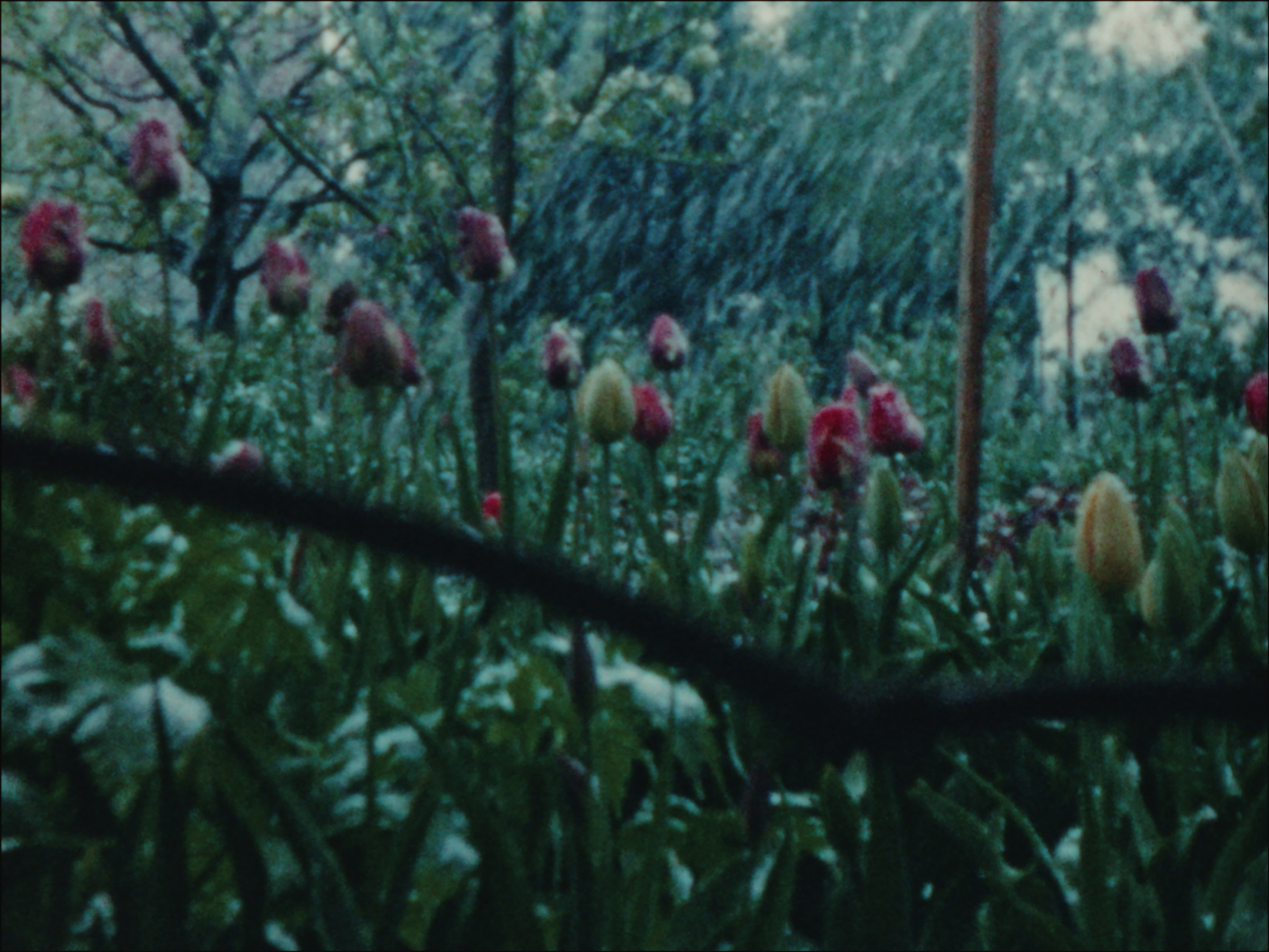 Winter Blumen Garten